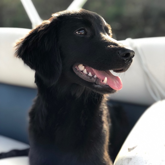 Meet your Posher, Kris - Picture 4 of 4